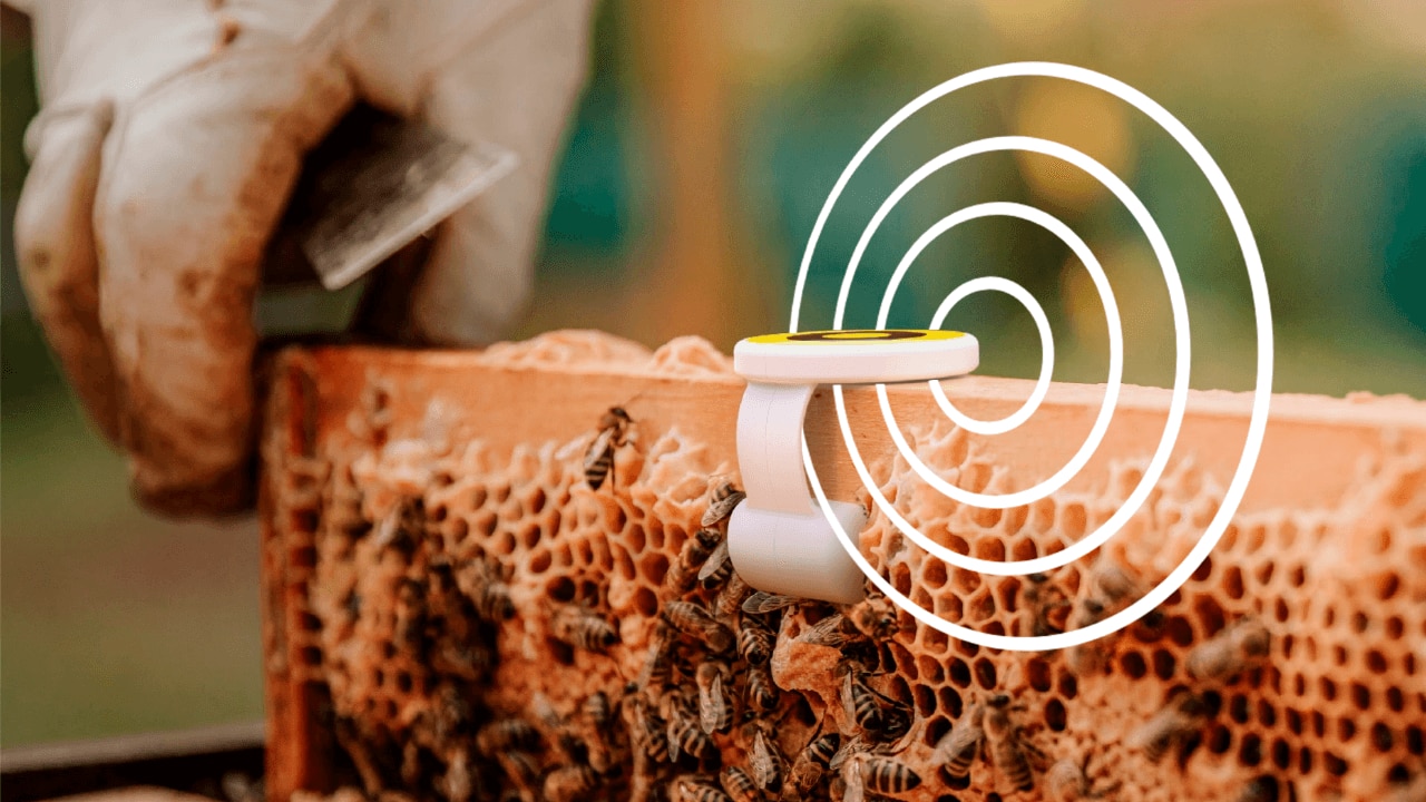 BeeHero Uses IoT Sensor Technology to Save Bees